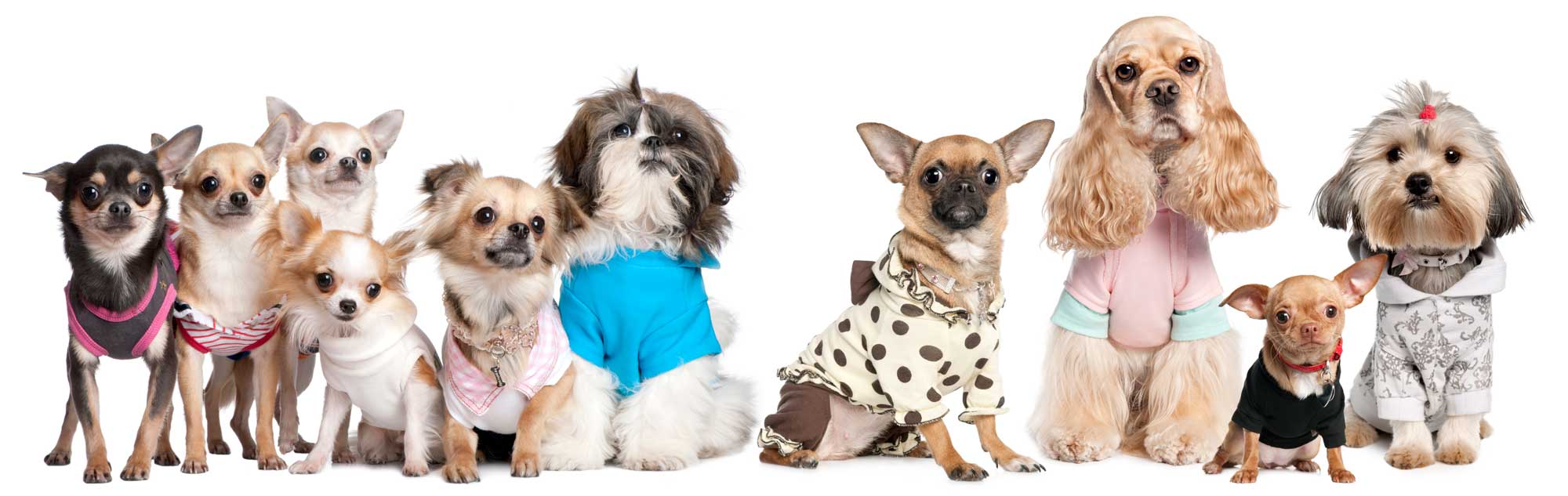 pet_grooming